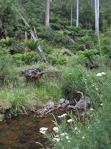 King Billy Track