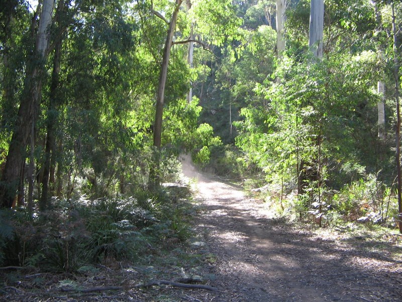 Wombat State Forest