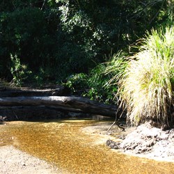 Myora Springs - QLD