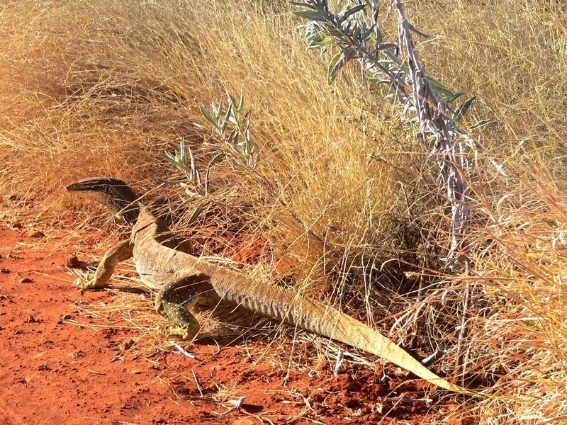 Australian Reptiles Pictures